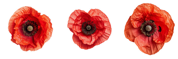A bright red poppy flower with delicate, paper-thin petals and a dark center, isolated on a transparent background