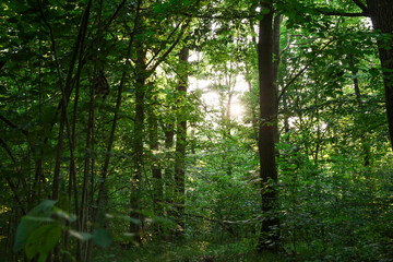Fototapeta premium Beautiful trees with green leaves in forest