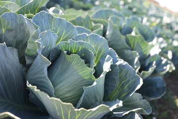 Green cabbages growing in field on sunny day, closeup