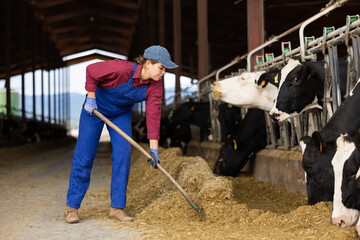 Female farmer worker feeds cows in open cowshed at farm © JackF