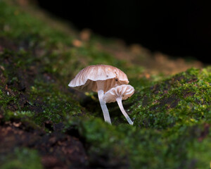 mushroom on a tree