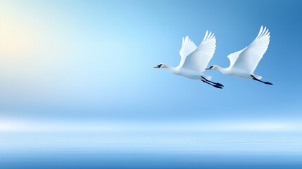 Obraz premium Two White Swans Flying Over Calm Water