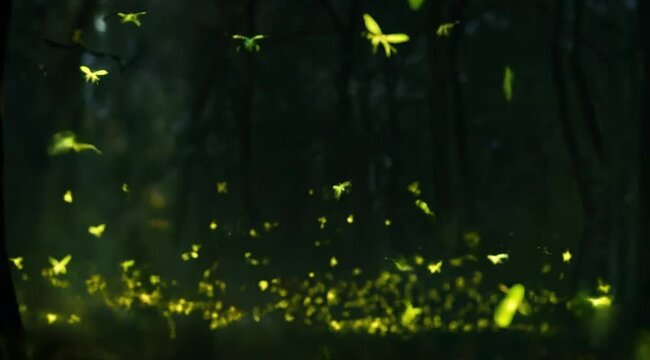 Glowing fireflies illuminating a dark woodland