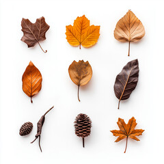 Collection of autumn leaves, isolated on white background
