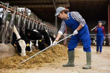 Male farmer worker feeds cows in open cowshed at farm