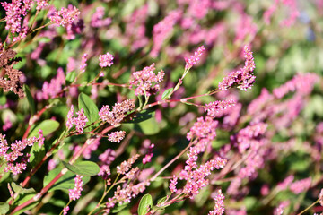 アイ（藍）・藍染めの原料