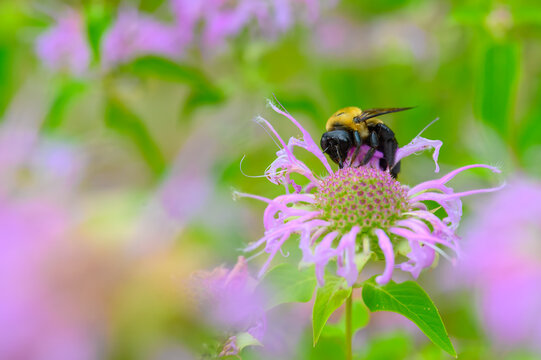 A bumblebee getting nectar from a beebalm flower on an early summer day.