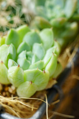 鉢に入ったサボテンと多肉