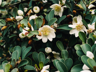Magnolia flower in the garden