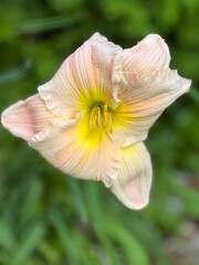 Fototapeta premium Hippeastrum flower in garden