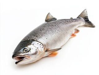 Obraz premium Salmon isolated on white background