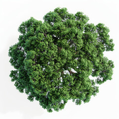 Obraz premium Lush Green Tree with Dense Foliage from Above
