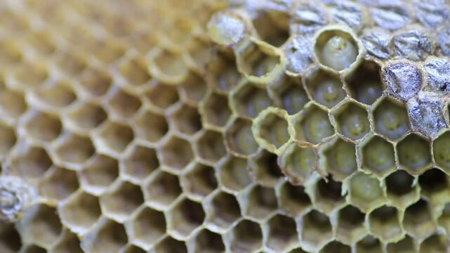 Bee larvae in the honeycomb waiting for food from the worker bee