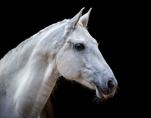 Obraz premium white horse portrait