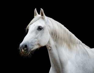 Obraz premium white horse portrait
