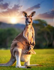 Fototapeten kangaroo and baby © Muhammad Zubair 
