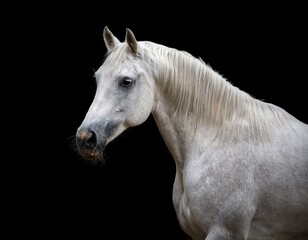 white horse isolated on black