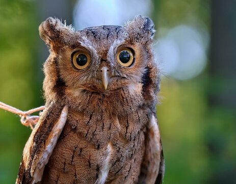 great horned owl in flight