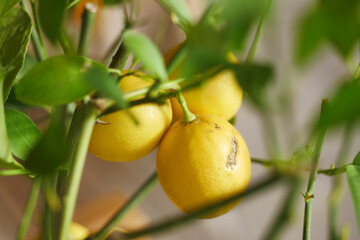  fresh lemons from a lemon tree in a yellow pot in a tranquil garden