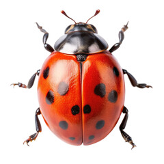 Ladybug Isolated on transparent background.