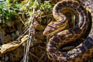 Close-up of Pacific gopher snake (Pituophis catenifer catenifer)