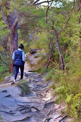 Naklejka premium The Blue Mountains' scenic bushwalk and hiking walkways