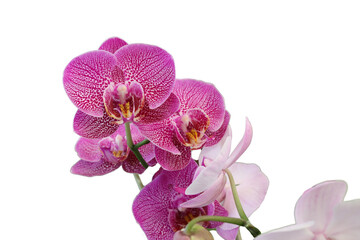  Pink orchid flower blooming with branches isolated on transparent background.