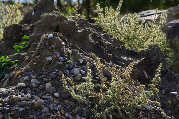 Pile of rubble and stone with clusters of weeds on them