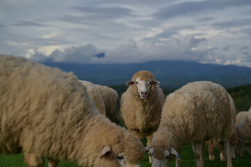 Fototapeta premium sheep stands in the field, all turning their gaze toward the camera with curious expressions.