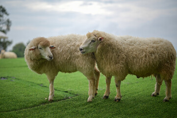 The male sheep is mating with the female sheep in the pasture.