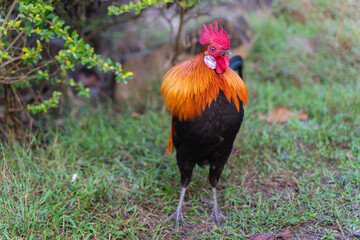 wild fowl