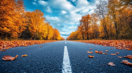 Fototapeta premium road in autumn forest