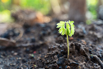 A tiny green seedling is sprouting