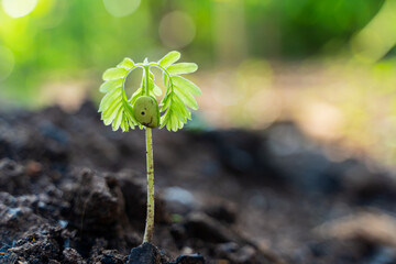 A tiny green seedling is sprouting