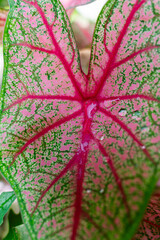 vibrant caladium leaf