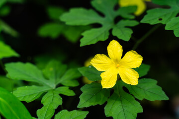vibrant yellow flower
