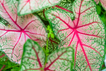 vibrant caladium leaf