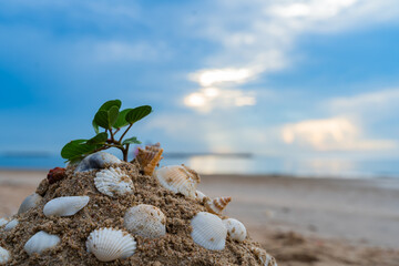 A small mound of sand on a beach