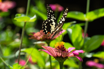 butterfly on red zinnia flower