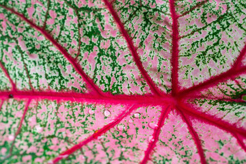 vibrant caladium leaf