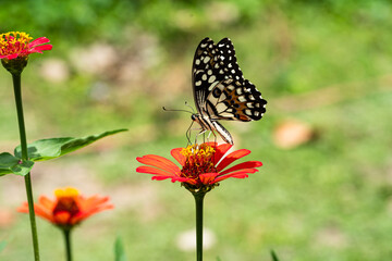 butterfly on red zinnia flower