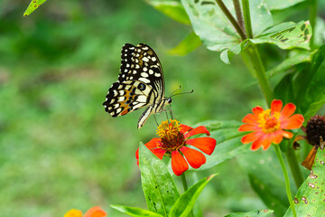 butterfly on red zinnia flower