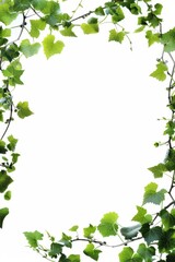 Vibrant green leaves framing a blank space, ideal for design and decoration, white isolated background.