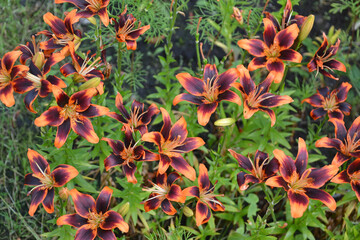 orange, bicolor lily in the garden
