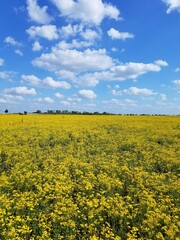 Obraz premium Field of yellow