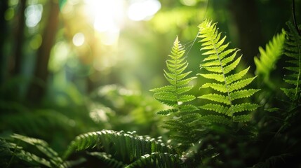 Sunlight Through Ferns in the Forest