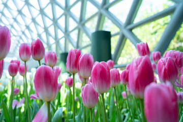 Tulips field in Green House Garden Farm. Agriculture scene.
