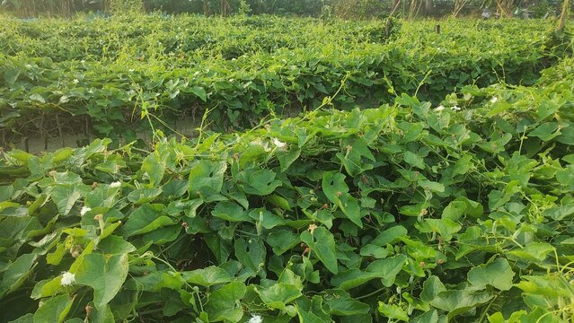 Beds have been made on the new parwal cultivation land and parwal trees are slowly rising to the top. pointed gourd plant, pointed gourd, pointed gourd tree in india,	