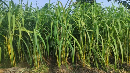 The land has a very nice thick fat sugarcane