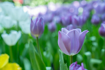 Tulips field in Green House Garden Farm. Agriculture scene.